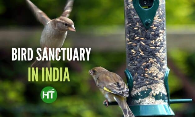 7+ Bird Sanctuary in India Quenching Ornithology: Must Visit