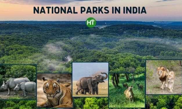 7+ Most Popular National Parks in India Everyone Must Visit