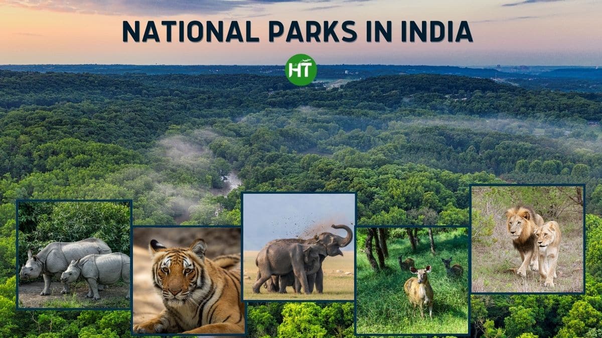 India's National Parks: A Wild Symphony of Biodiversity